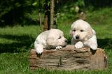 GOLDEN RETRIEVER 1069